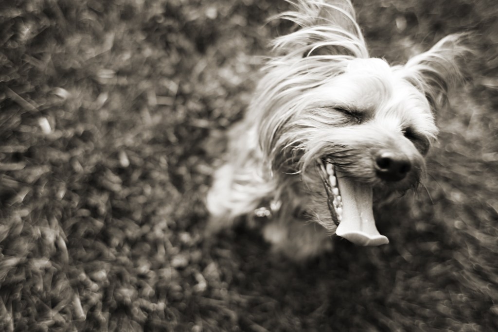 A small Yorkshire Terrier with its eyes closed and mouth open, appearing to yawn, on a blurred green grass background in black and white.